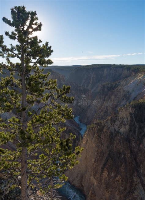 Grand Canyon of Yellowstone at Sunrise Stock Photo - Image of river ...