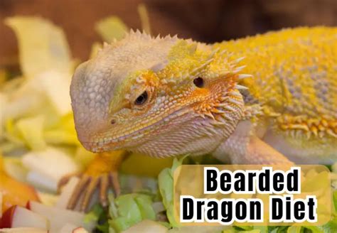 Bearded Dragon Diet Demystified: Essential Feeding Guidelines