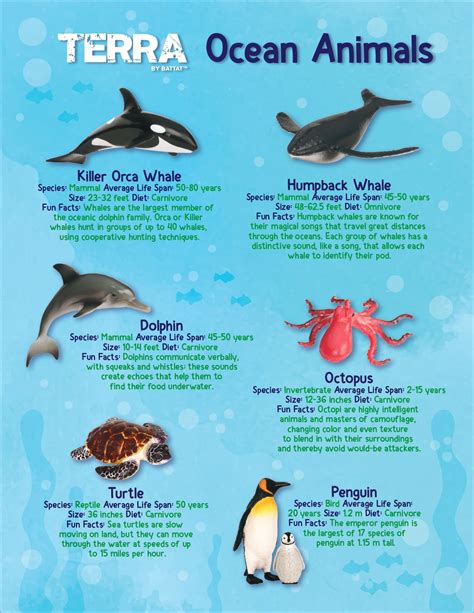 Ocean Animal Fun Fact Poster | Ocean animals, Ocean fun, Atlantic ocean ...