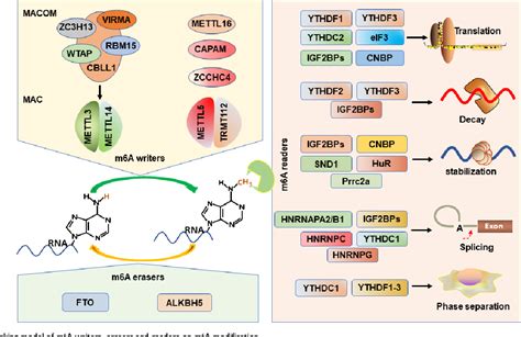 Figure 1 from The role of Insulin-like growth factor 2 mRNA-binding ...