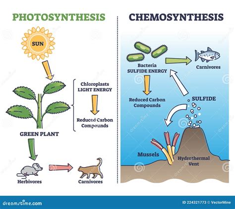 Photosynthesis Vs Chemosynthesis Process Chain Description Outline ...