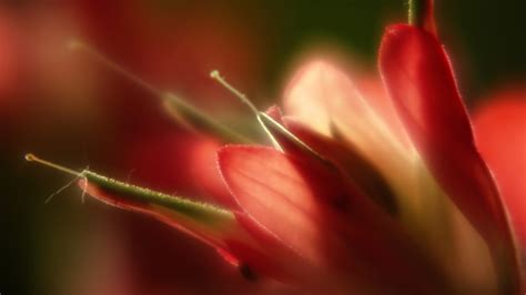 Lovely Macro Flowers wallpaper | 1920x1080 | #23221