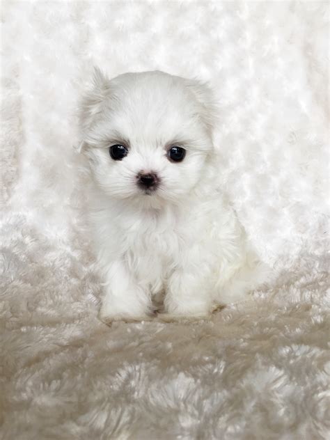 Tiny Teacup Maltese Puppy For Sale! Bunny | iHeartTeacups