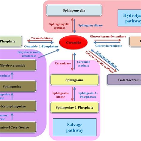 The sphingolipid metabolism pathway. Various enzymes are involved in ...