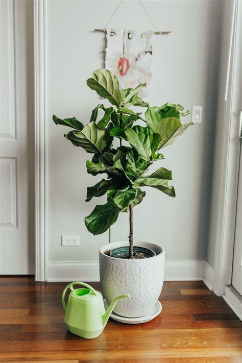 8 Essential Tips for Fiddle Leaf Fig Tree Care, from an Expert | Fiddle ...