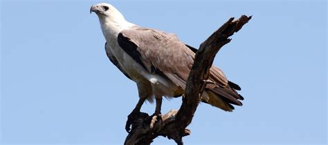 10 birds of prey to see in South Australia - Good Living