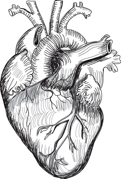 Heart Human Anatomy sketch vector illustration 10810706 Vector Art at ...