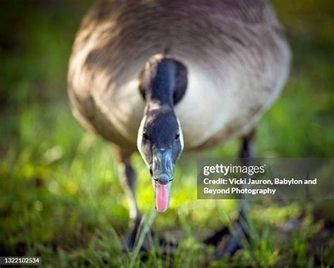 Angry Goose Attack