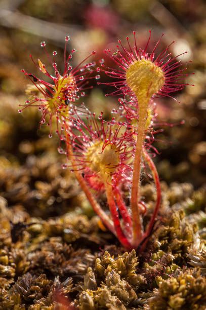 2,800+ Sundew Plant Stock Photos, Pictures & Royalty-Free Images - iStock