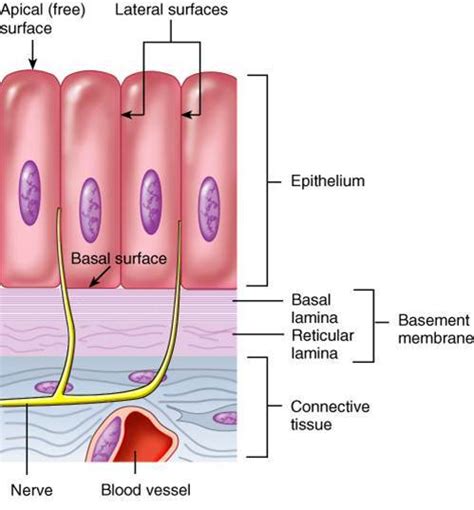 Man's Physique: Characteristics of Epithelial Tissue