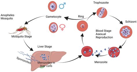 Plasmodium Falciparum Life Cycle