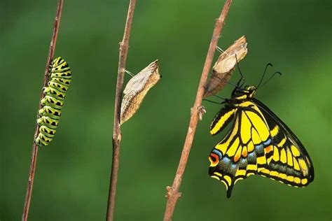 Metamorfosi degli insetti completa e incompleta - Studia Rapido