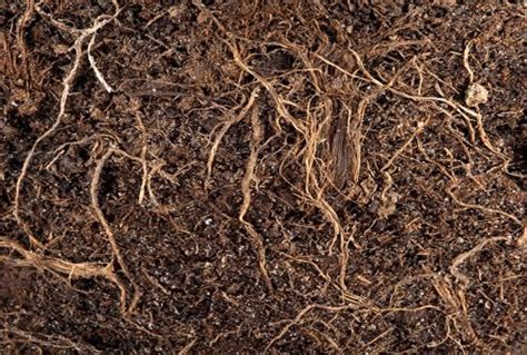 Rhizosphere and Bulk Soil - Plant Growth - Avens Blog | Avens Blog