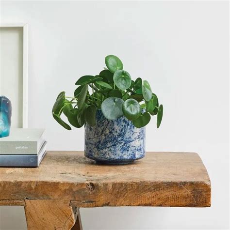 The best desk plants – 8 plants for your home office | Livingetc