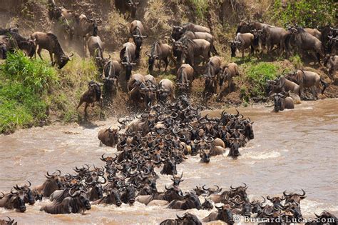 Great Migration Serengeti - Burrard-Lucas Photography