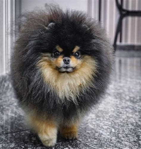 Pomeranian Boo Black - Pets Lovers