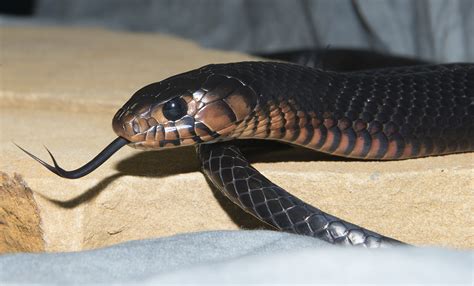 Extremely venomous black snakes are seen swallowing their fellows whole