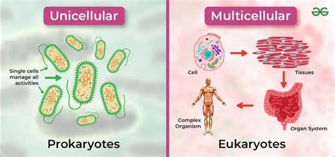 Multicellular Organisms - Definition, Characteristics, Examples