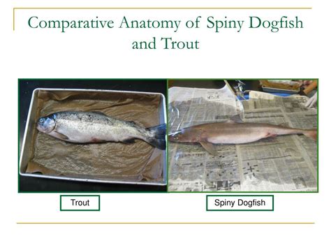 PPT - Spiny Dogfish And Trout Dissection (Including comparative anatomy ...