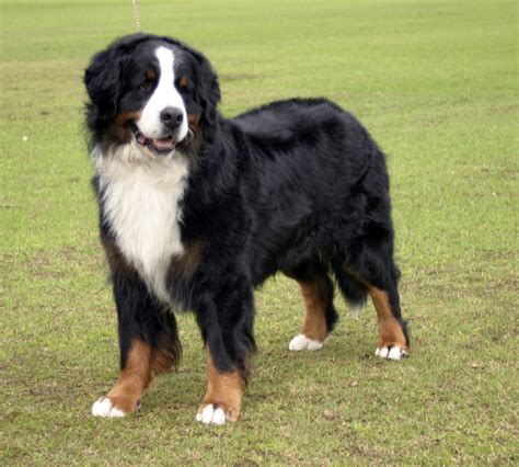 The Bernese Mountain Dog « Sennen Bernese Mountain Dogs