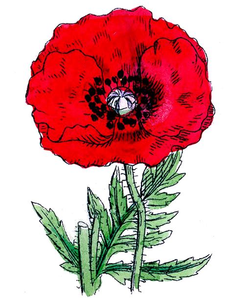 12 Poppy Images - Clipart Poppies! - The Graphics Fairy