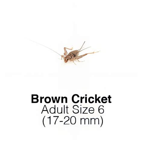 Banded Crickets Adult 1 Tub of 70-80 Size 6 17-20mm | Live Foods Direct