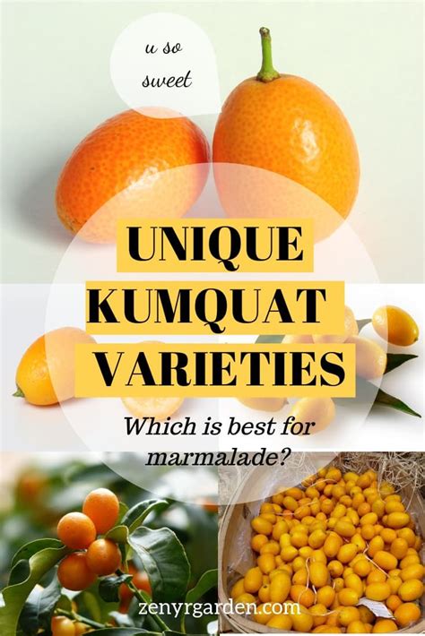 Best Kumquat Varieties | Kumquat, Kumquat tree, Citrus fruit