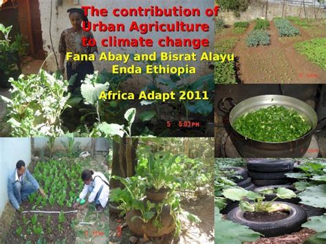 (PPT) Urban agriculture and climate change enda ethiopia - DOKUMEN.TIPS