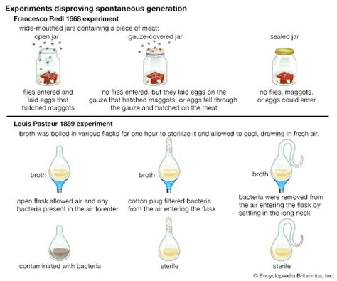 Louis Pasteur | Biography, Inventions, Achievements, Germ Theory ...