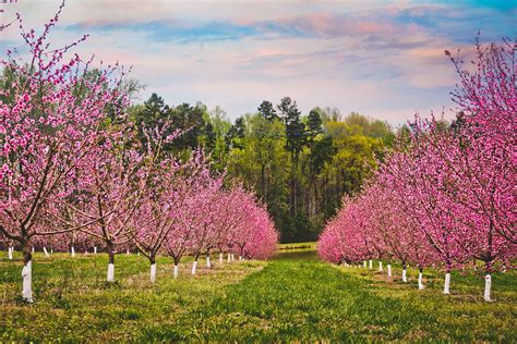 All About Agritourism: Get Educated at One of These Carolina Farms ...