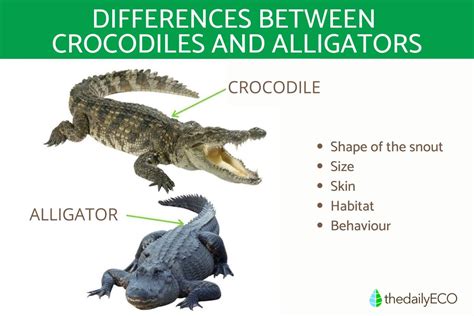 What The Difference Is Between Crocodiles And Alligators, 40% OFF