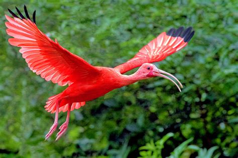 Scarlet Ibis Photograph by Nadia Sanowar - Pixels