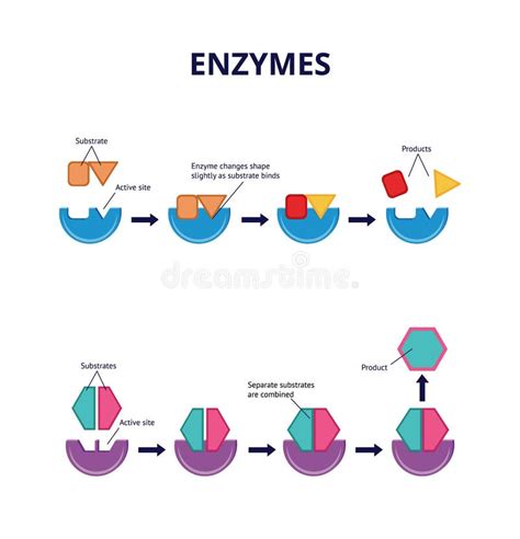 Enzyme. Lock And Key Model. Synthesis. Metabolic Processes Stock Vector ...