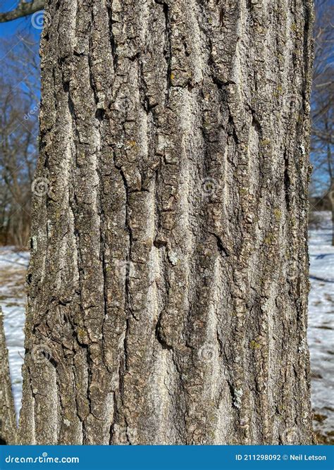 Tree Identification: Eastern Cottonwood. Poplus Deltoides Stock Photo ...