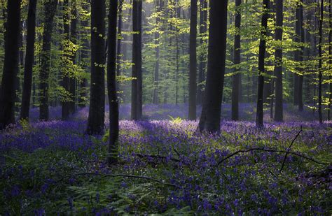 Wallpaper forest, bluebell, sunlight, spring, Halle, Belgium, 4k, 5k ...