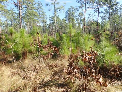 Trails of Suwannee | Florida State Parks