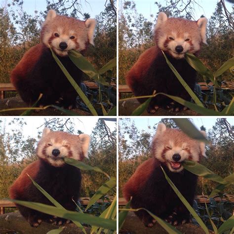 This red panda has the best bamboo-eating faces