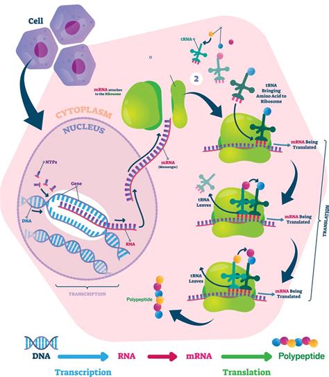 2b1 Protein Synthesis – Nature Journals