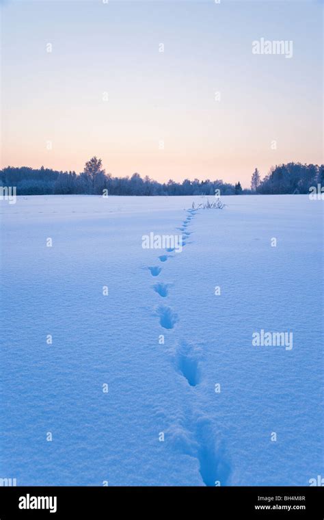 Roe deer tracks in the snow Stock Photo - Alamy