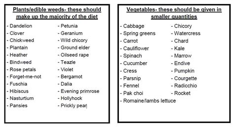 Baby Sulcata Tortoise Food List - What to Feed Your Hatchling - Vital Frog