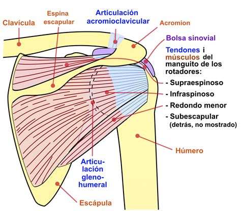 Tendinitis de hombro, ¿cómo identificarla? - Vertebral Clinic