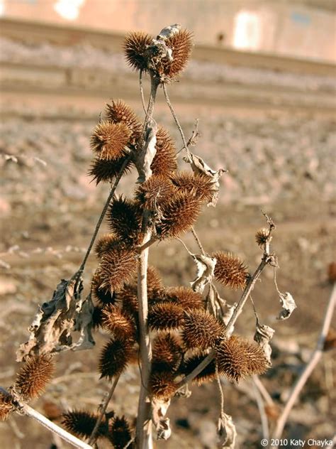 Our Least Favorite Things - Great Plains Nature Center