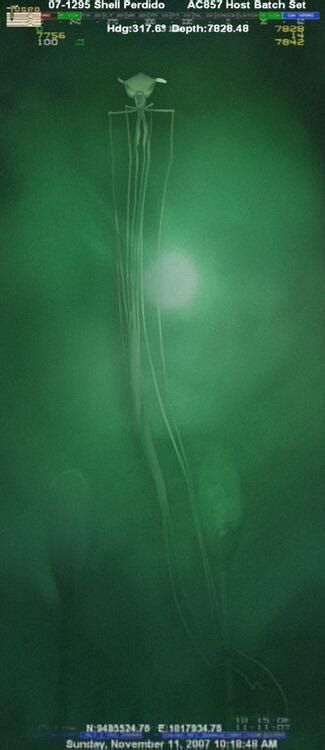 An amazing image of the elusive big-fin squid | Deep Sea News