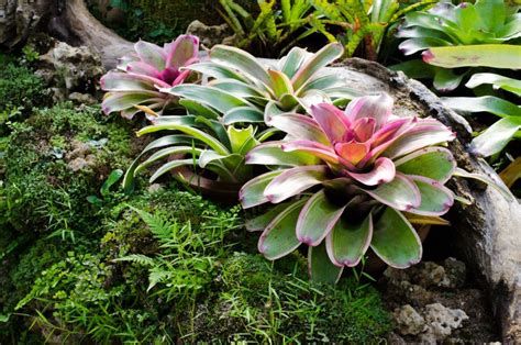 Bromeliads - The Living Rainforest