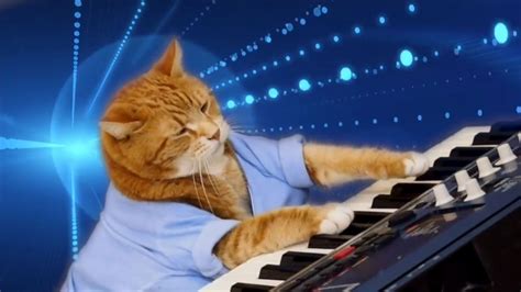 Keyboard Cat, a Beloved Internet Sensation, Has Died at Age 8 - Newsweek