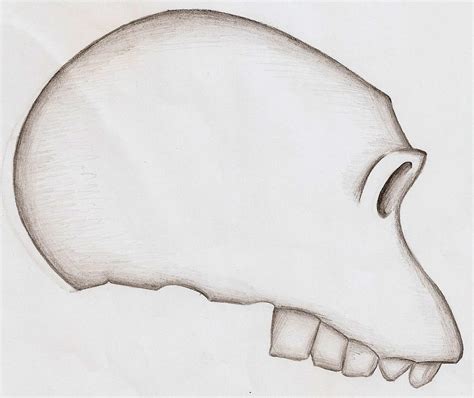 Skull of Homo Habilis by Artsy-Seachel on DeviantArt