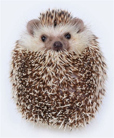 African Pygmy Hedgehog - Animal Facts Encyclopedia