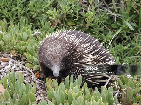 Spiny Anteater 1 Stock Photo - Download Image Now - Echidna, Egg - Food ...