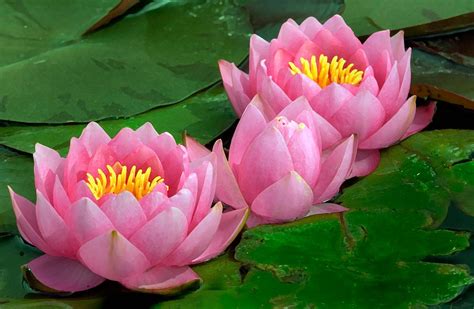 Water lily | Description, Flower, Characteristics, & Facts | Britannica