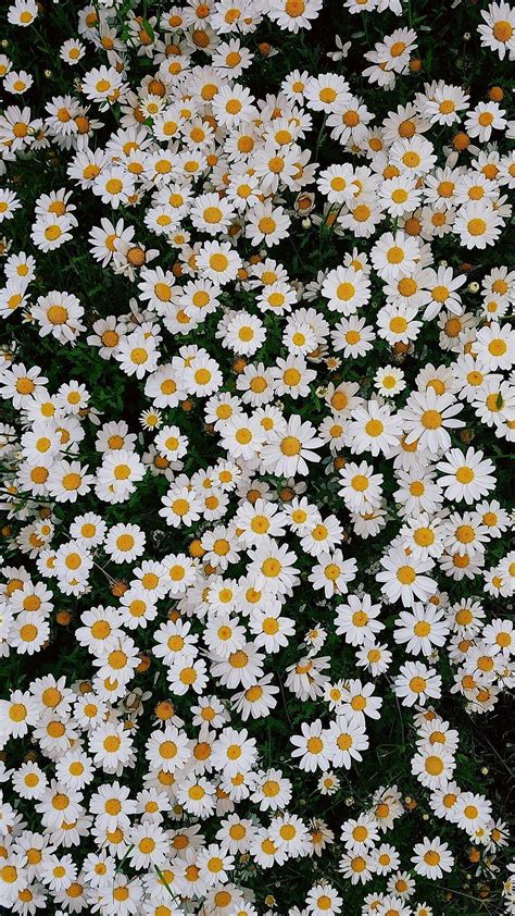 Beautiful daisies iPhone 1. Top Ideas To Try, Spring Daisy HD phone ...